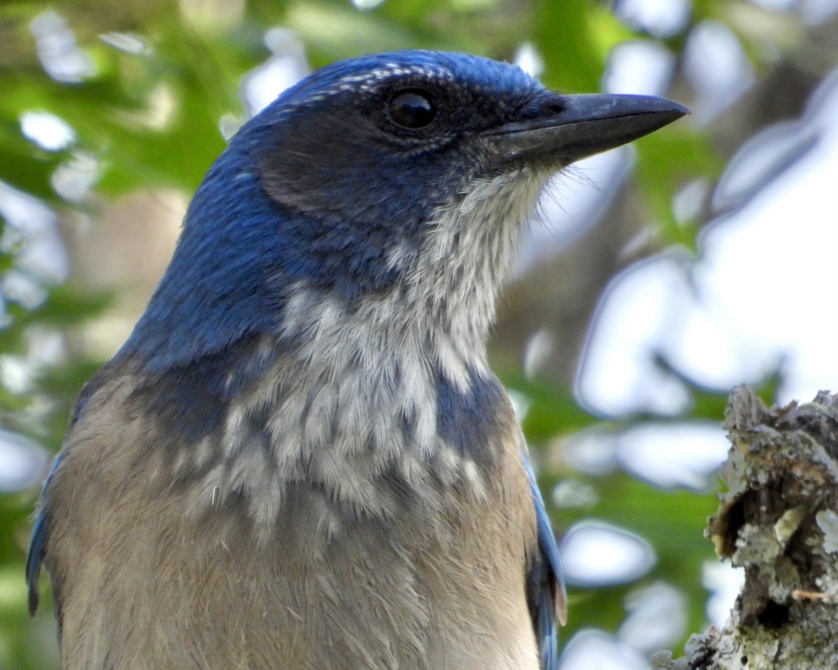 Woodhouse's Scrub-Jay (Woodhouse's) - ML617264303