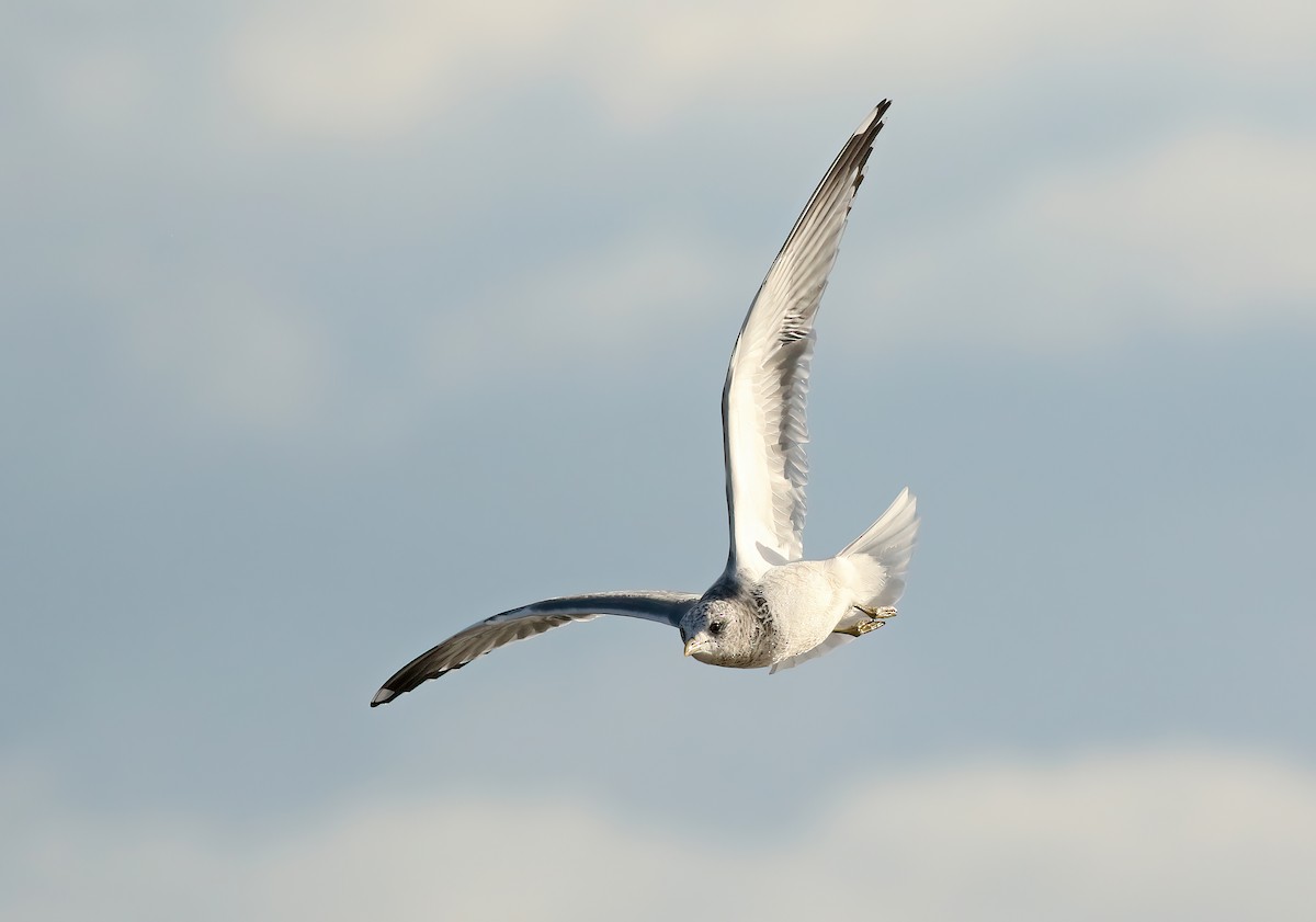 Common Gull (Kamchatka) - ML617264306