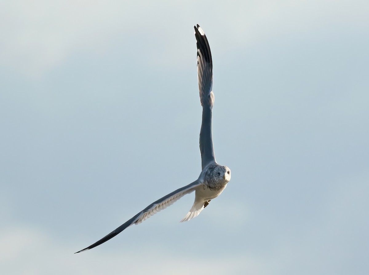 Common Gull (Kamchatka) - ML617264307