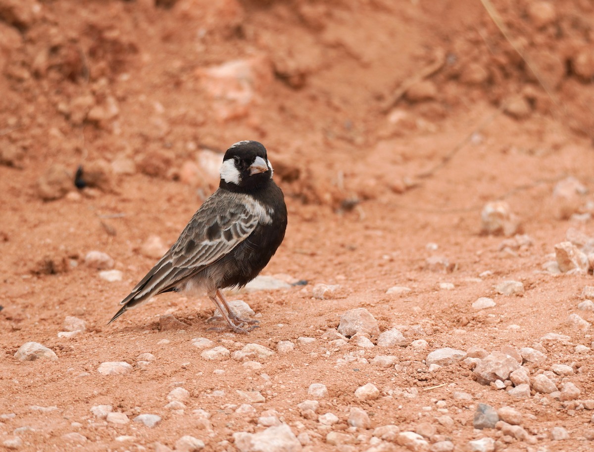 Gray-backed Sparrow-Lark - ML617264316