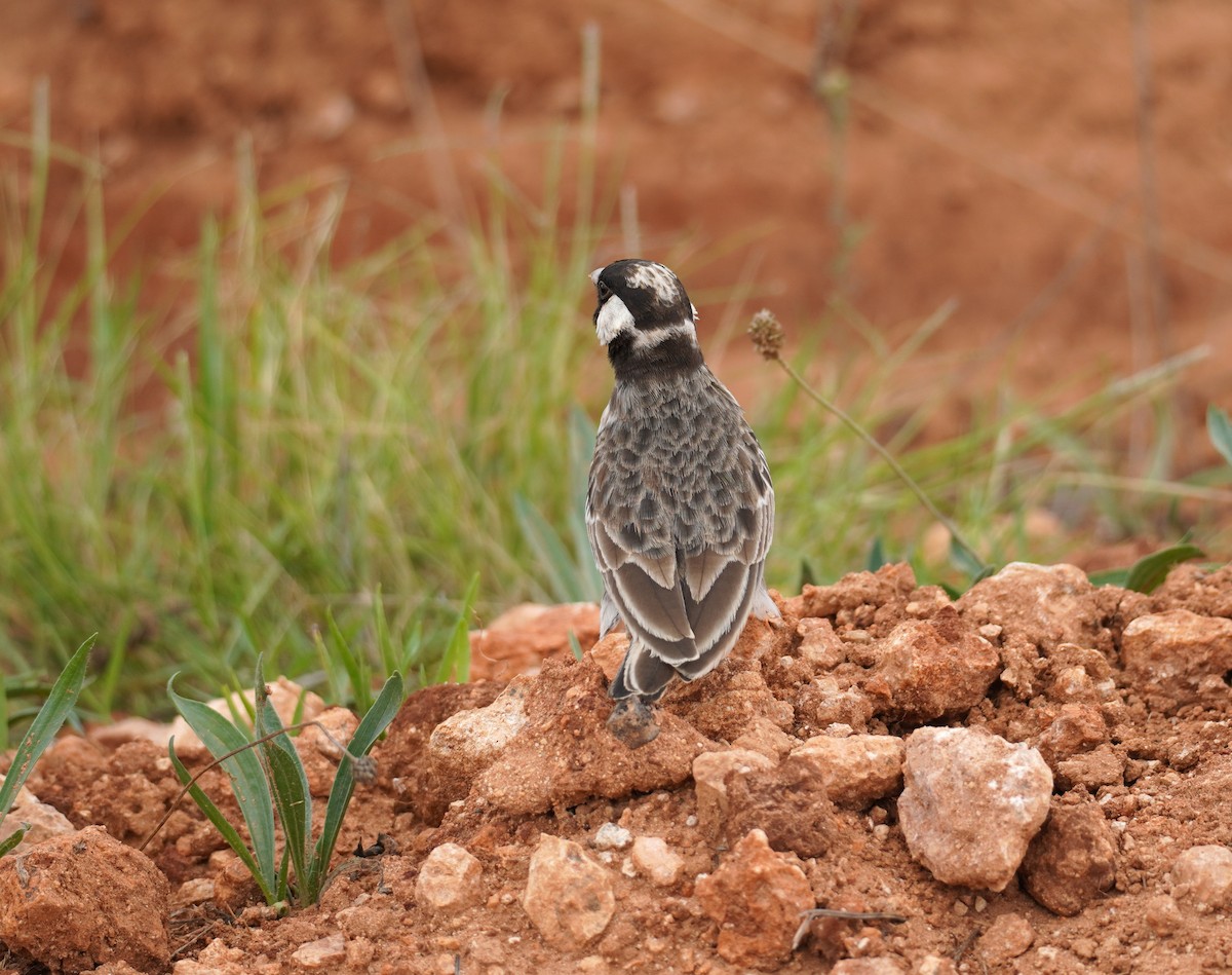 Gray-backed Sparrow-Lark - Sarah Foote