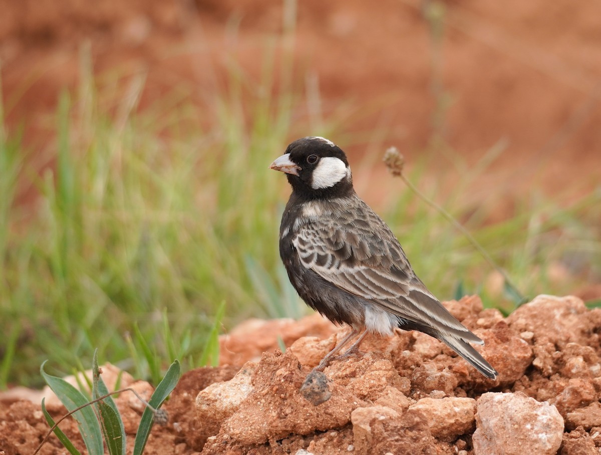 Gray-backed Sparrow-Lark - ML617264319