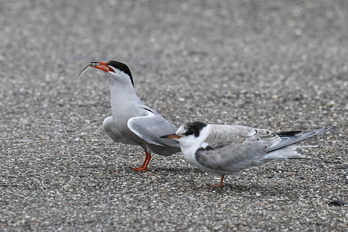 Common Tern - ML617264324