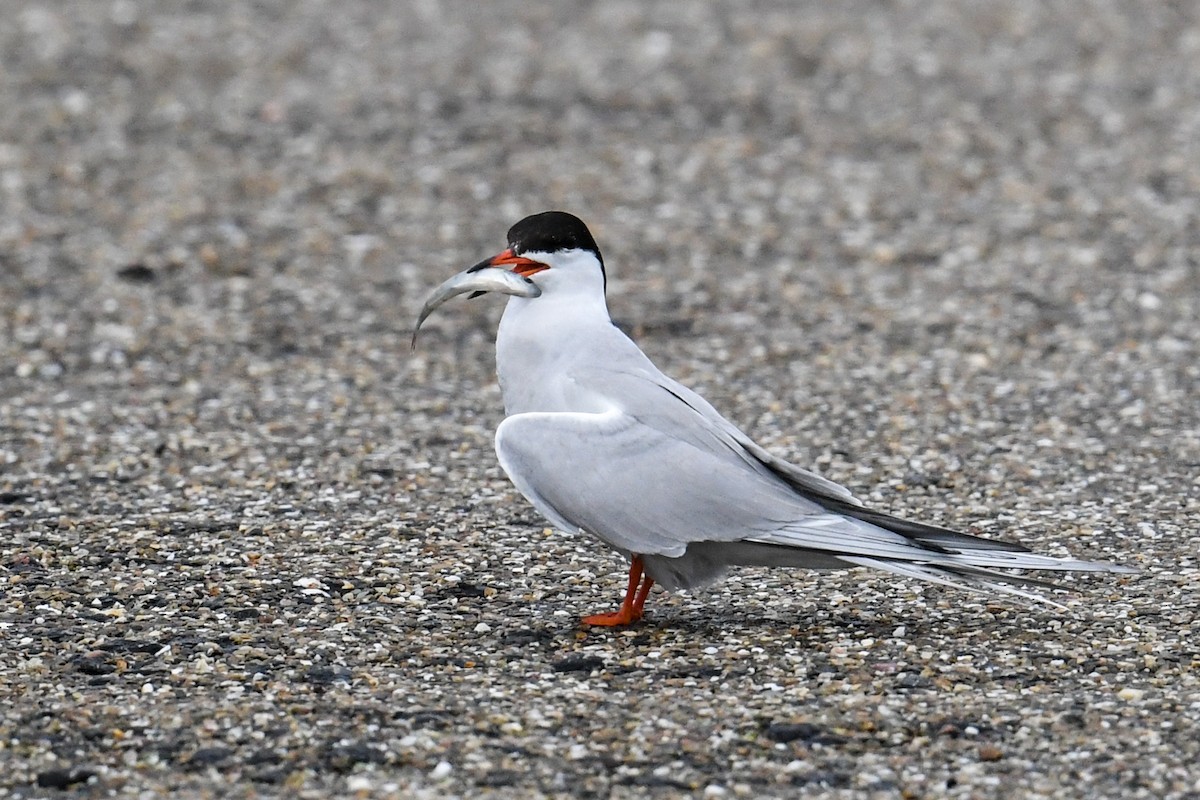 Common Tern - ML617264325