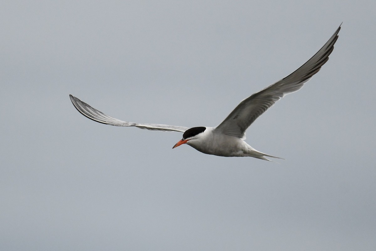 Common Tern - ML617264331