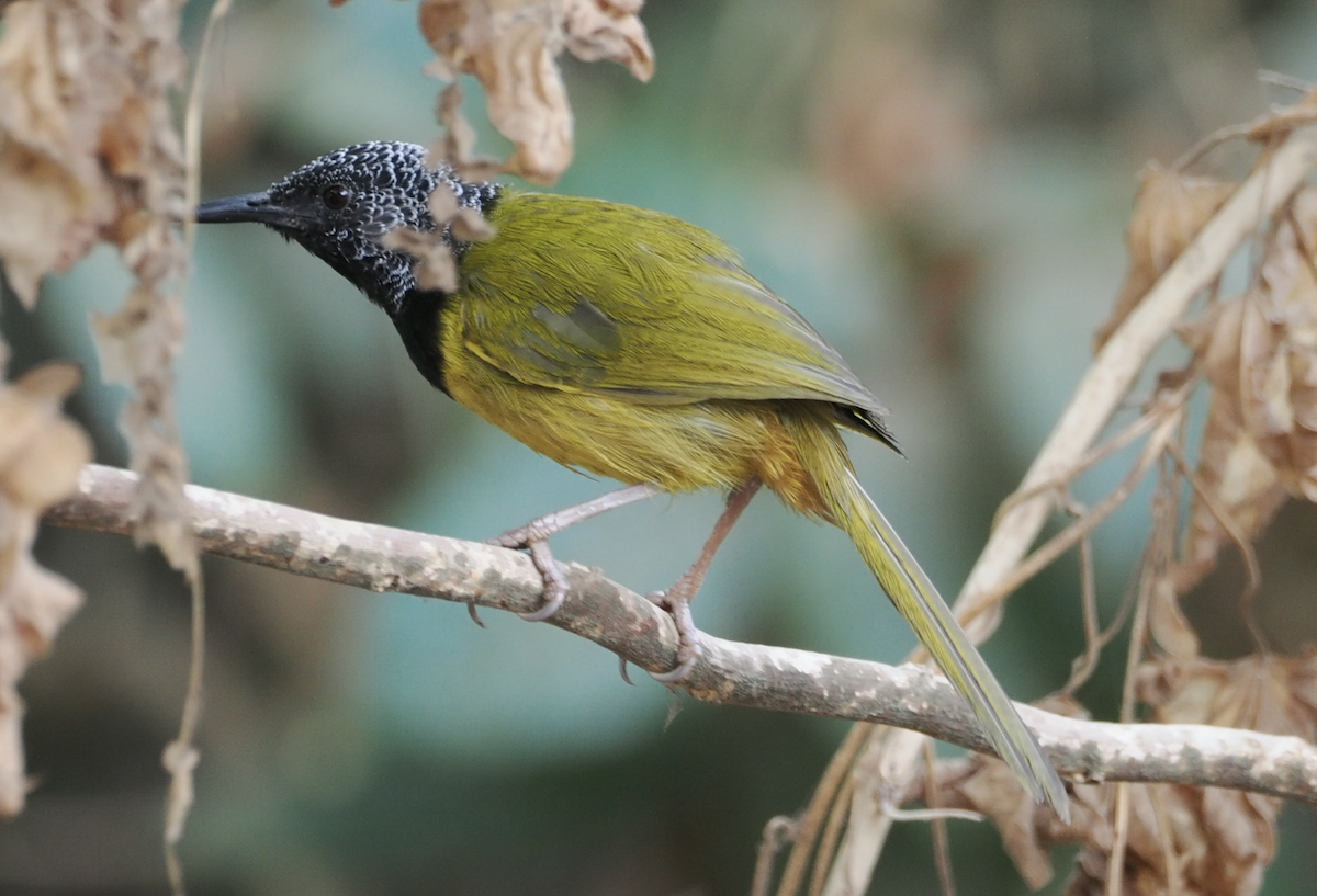 Oriole Warbler - Gavin Ailes