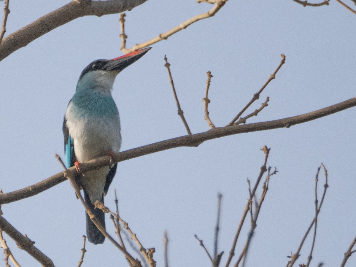 Blue-breasted Kingfisher - Gavin Ailes