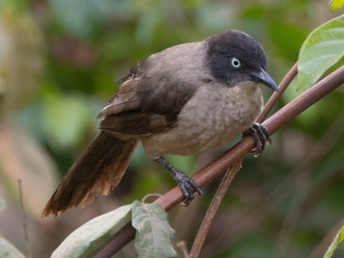 Blackcap Babbler - Gavin Ailes