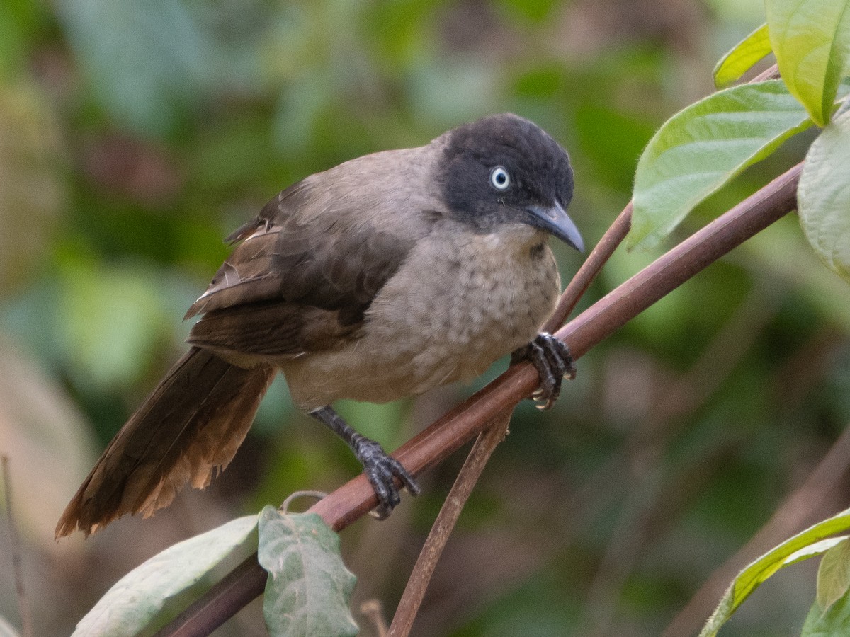 Blackcap Babbler - ML617264431