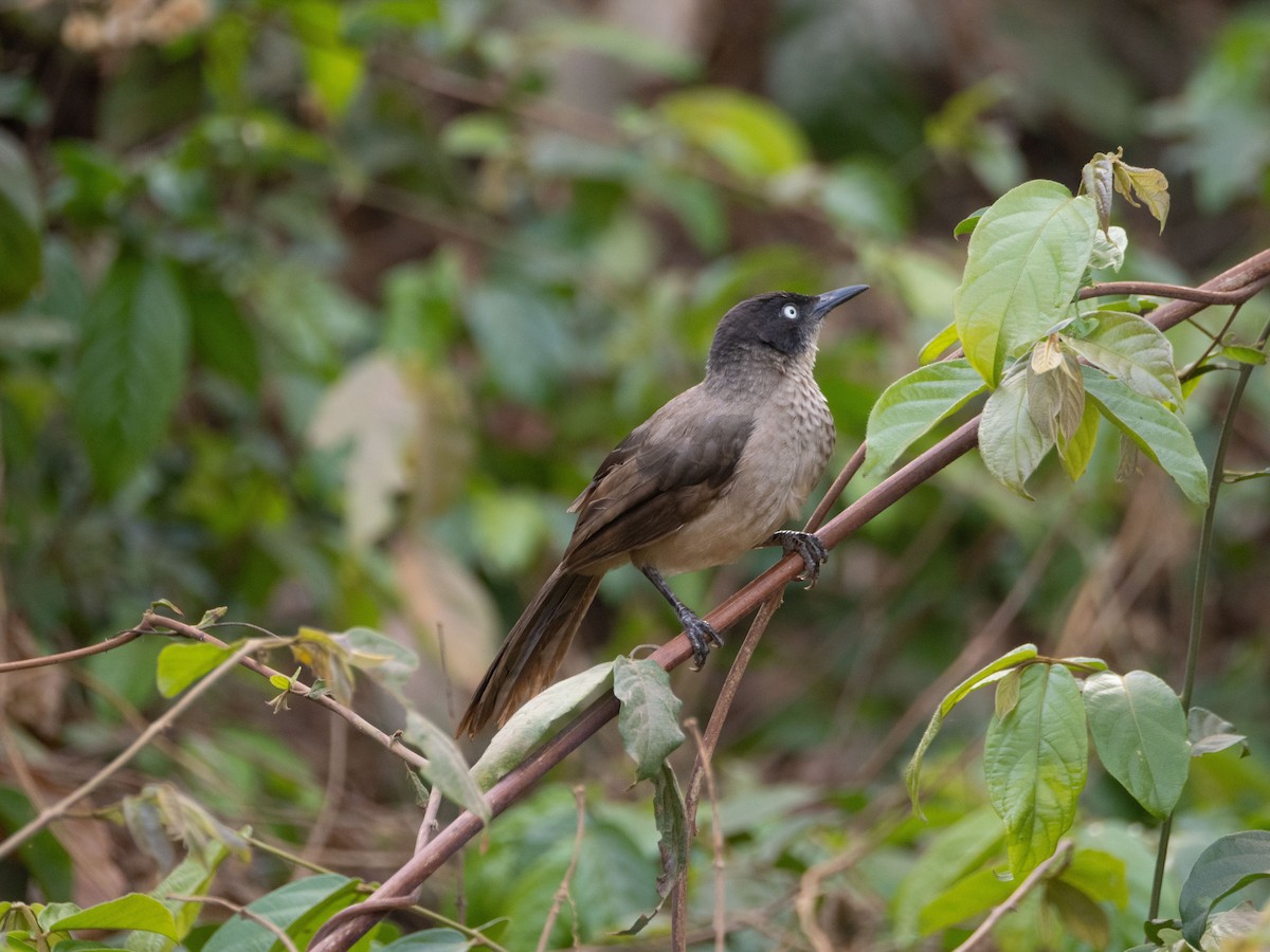 Blackcap Babbler - ML617264433