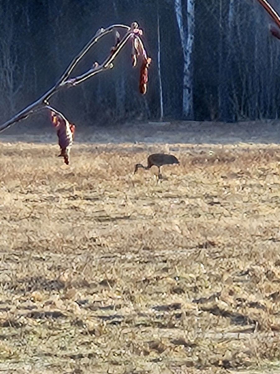 Sandhill Crane - ML617264459