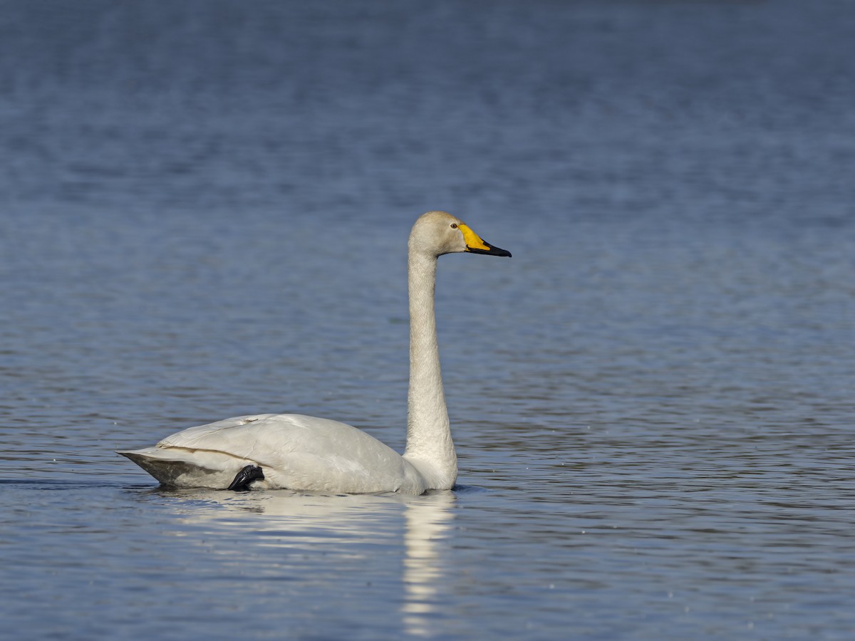 Whooper Swan - ML617264474