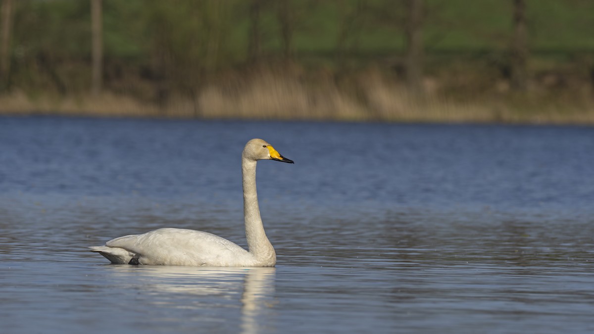 Whooper Swan - ML617264475