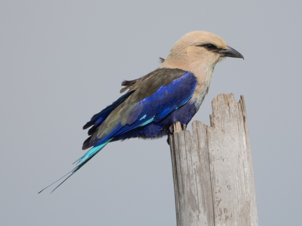 Blue-bellied Roller - ML617264532