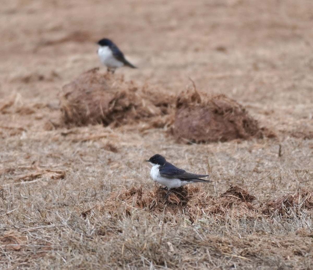 Pearl-breasted Swallow - ML617264538