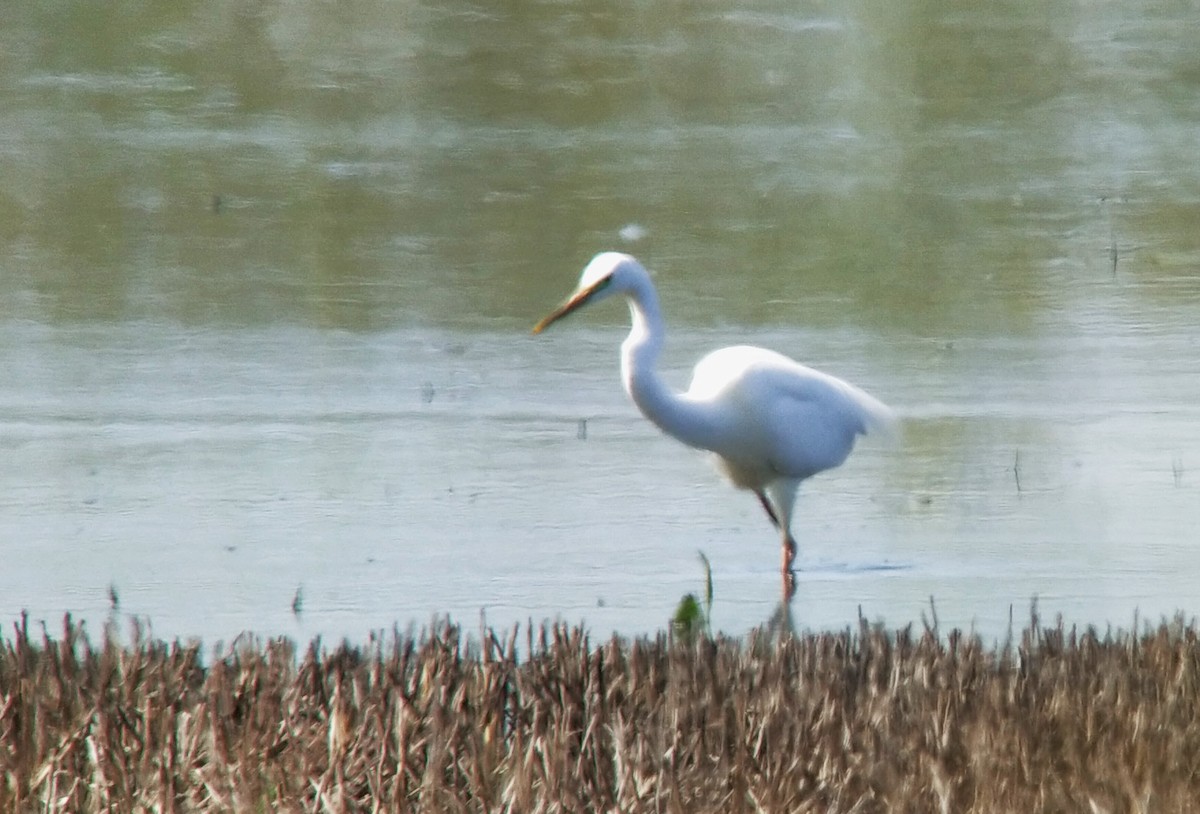 Great Egret (alba) - Tomáš Grim