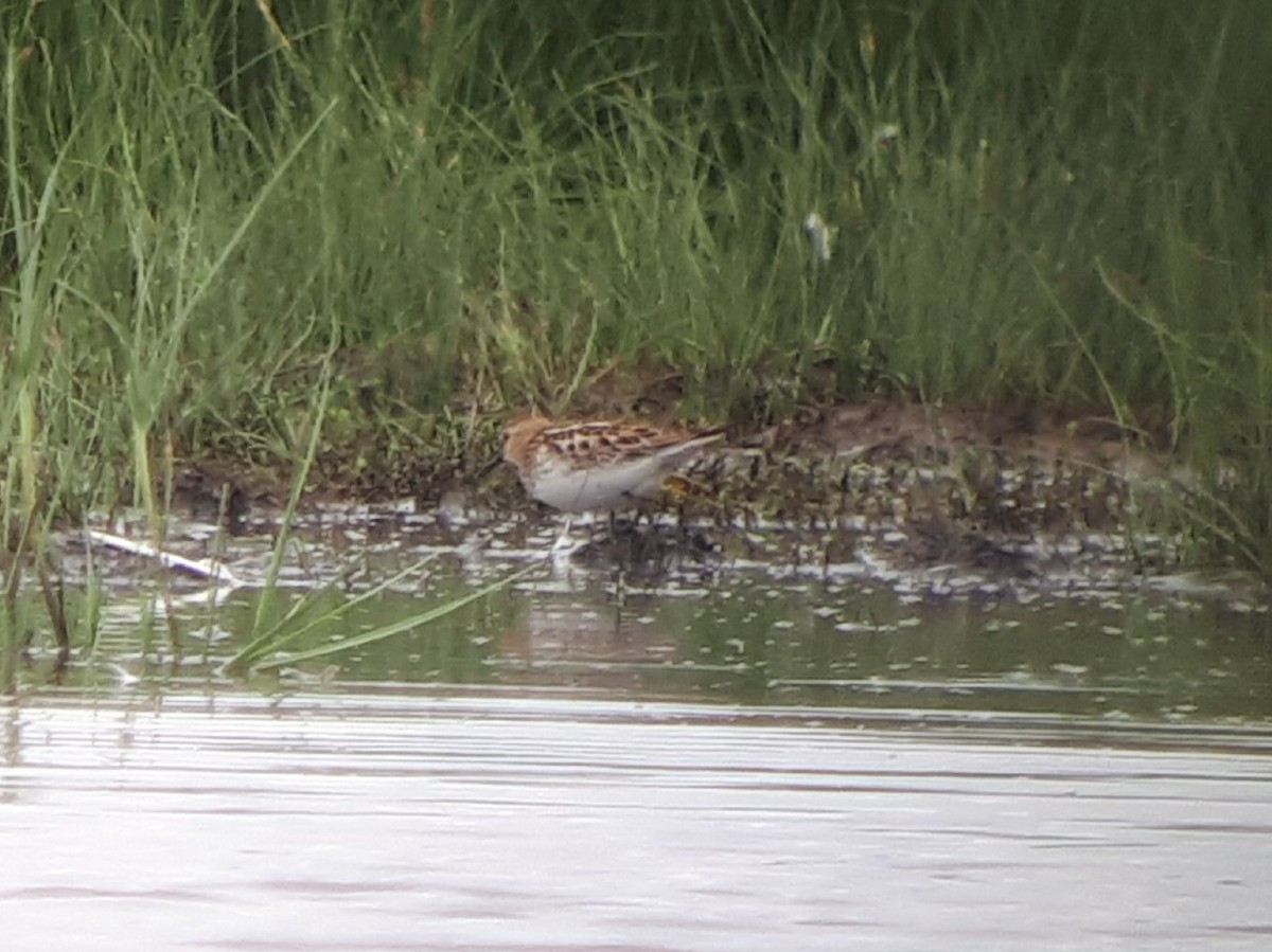 Little Stint - ML617264621