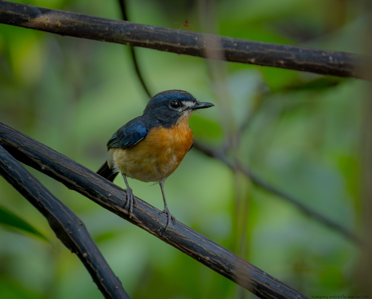 Mangrove Blue Flycatcher - ML617264642