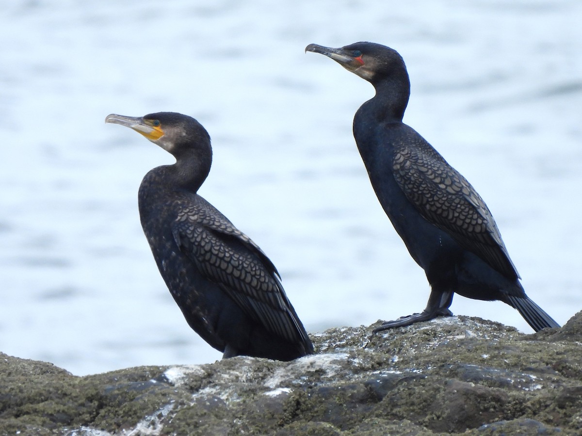 Great Cormorant (North Atlantic) - Stephen Taylor