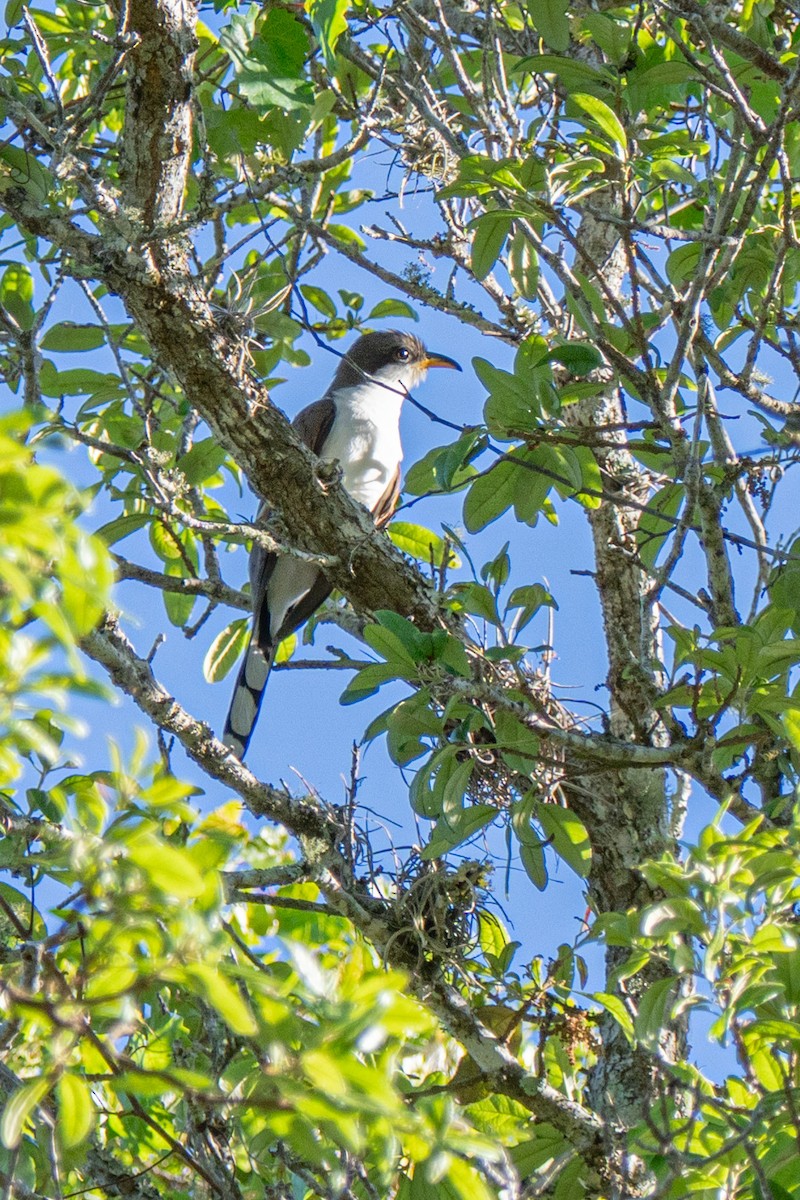 Yellow-billed Cuckoo - ML617264673