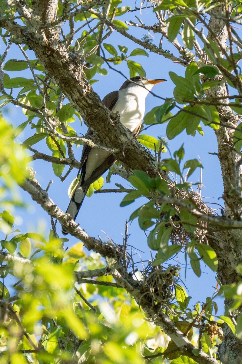 Yellow-billed Cuckoo - ML617264674