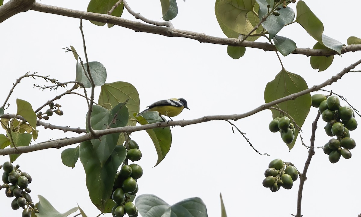 Mésange de Palawan - ML617264687