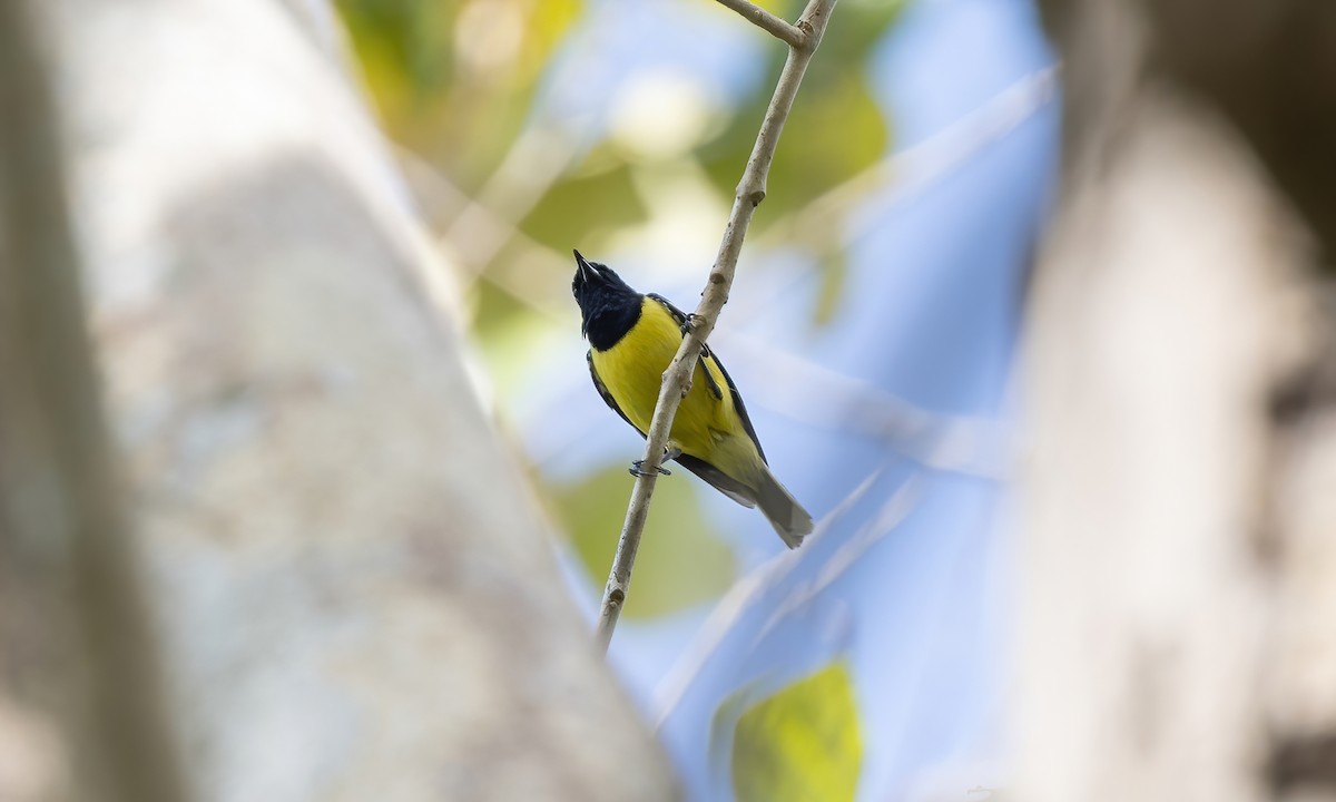 Mésange de Palawan - ML617264688