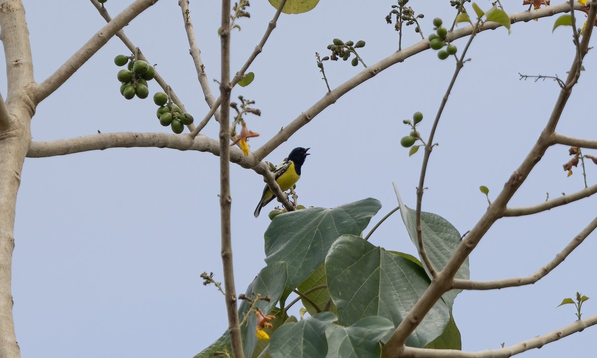 Mésange de Palawan - ML617264692