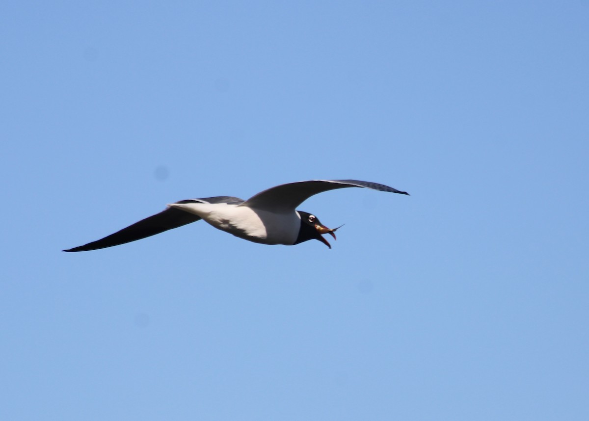 Laughing Gull - kim nordquest