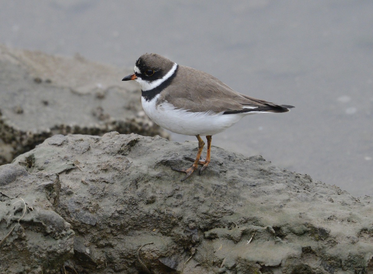 Semipalmated Plover - Spencer Vanderhoof