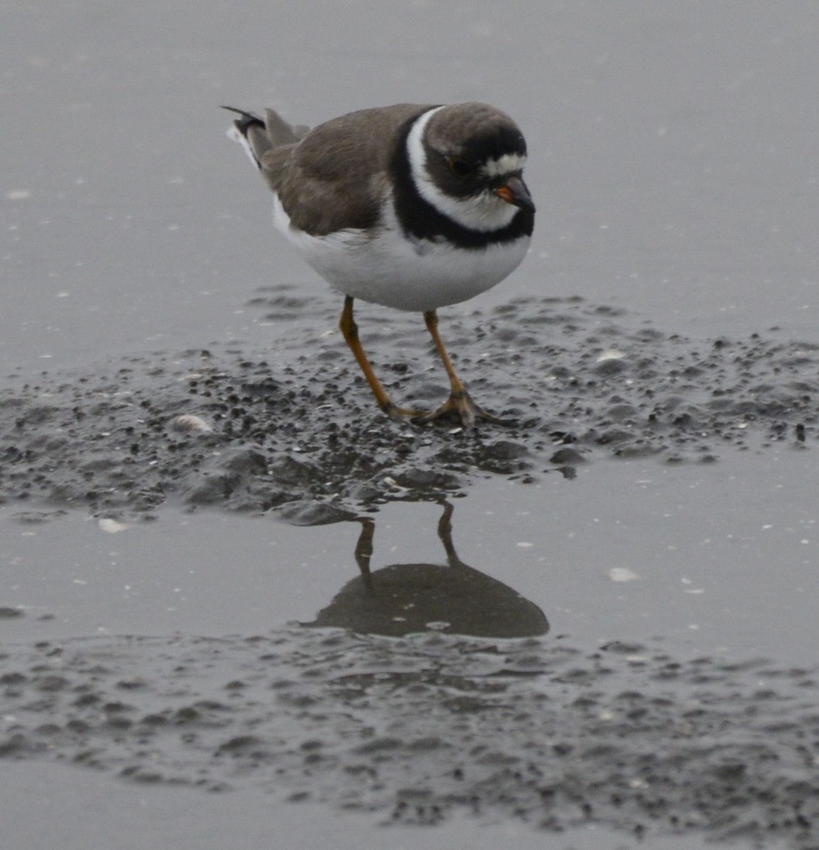 Semipalmated Plover - Spencer Vanderhoof