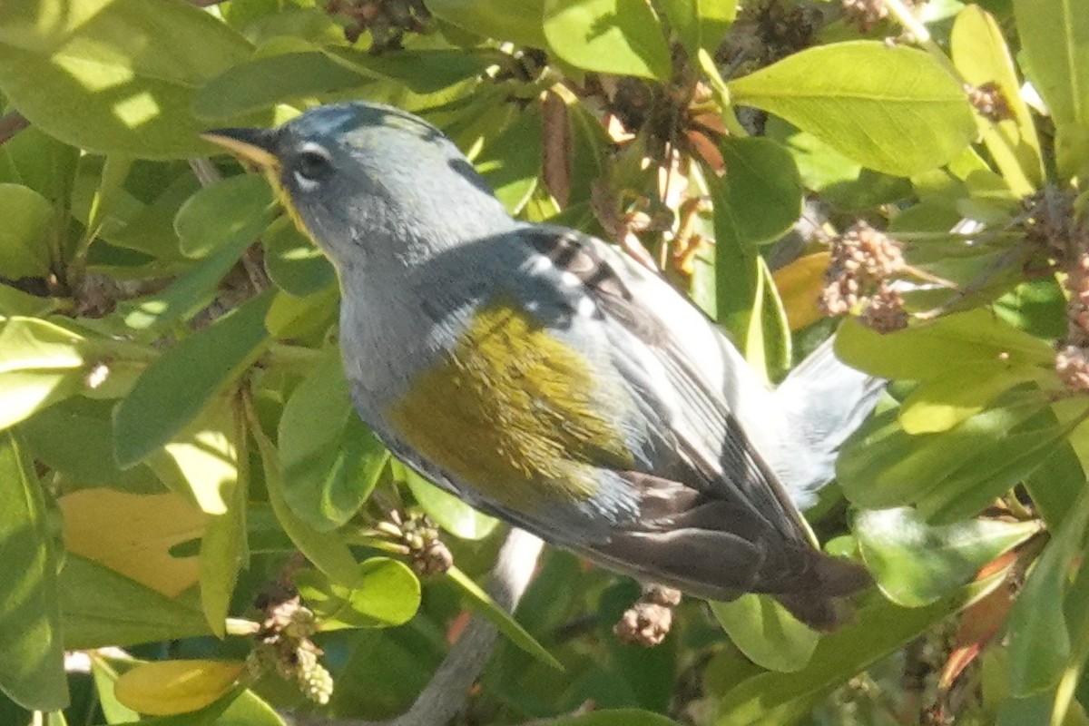 Northern Parula - Edwin Larson