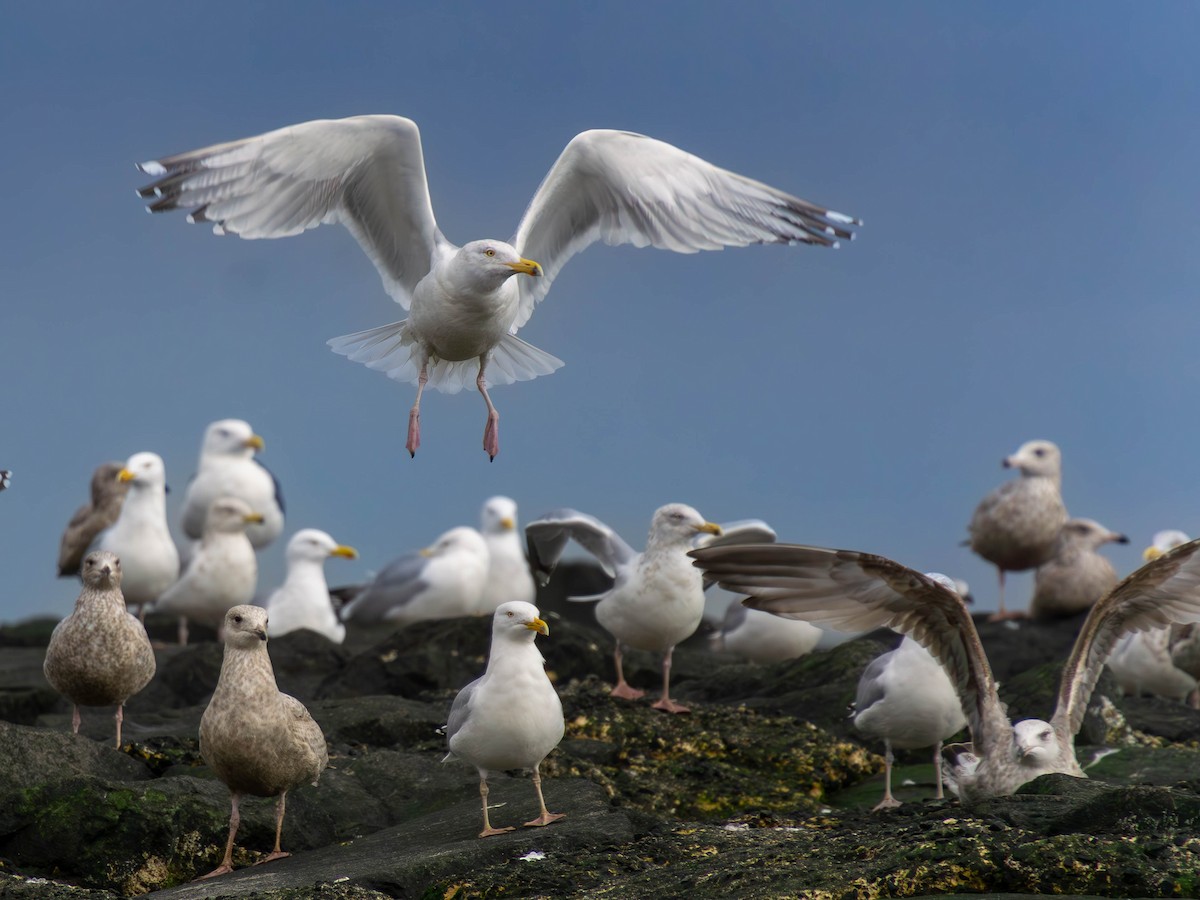 Herring Gull - Timothy Flynn