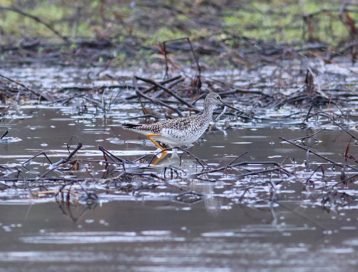 Greater Yellowlegs - ML617264804