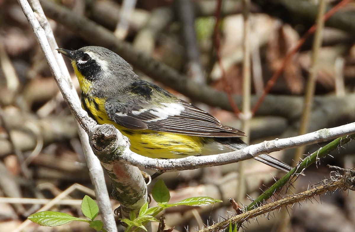 Magnolia Warbler - ML617264814