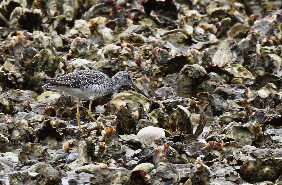 Greater Yellowlegs - ML617264823