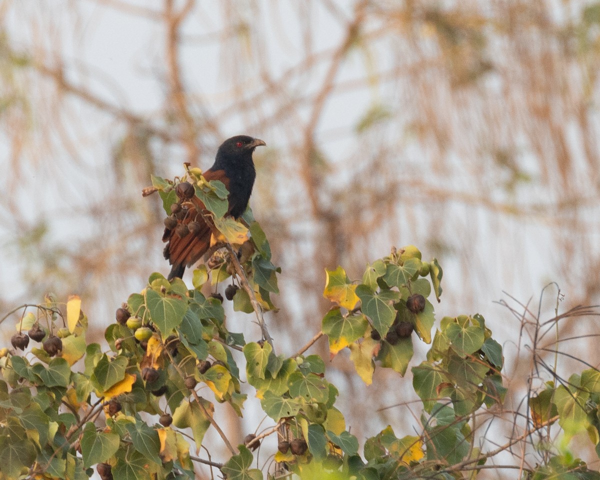 Greater Coucal - Dixie Sommers