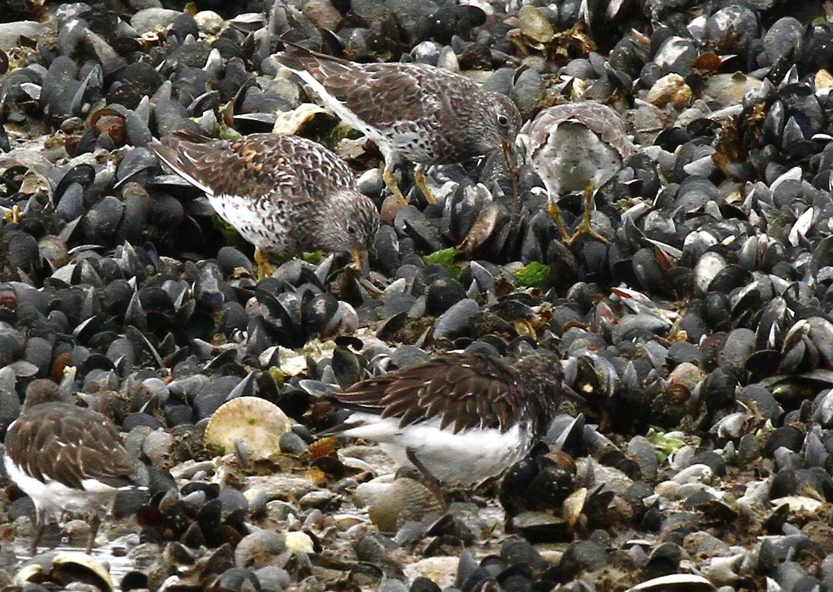 Surfbird - ML617264841