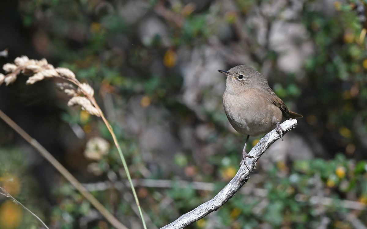 House Wren - ML617264845