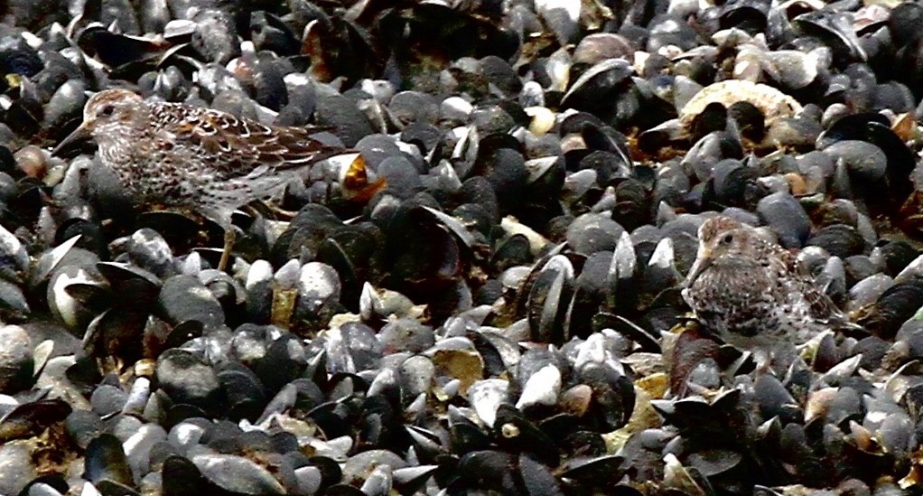 Rock Sandpiper - ML617264858