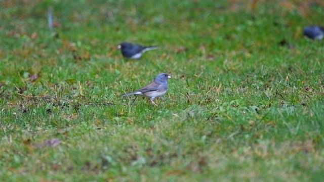 Dark-eyed Junco - ML617264907