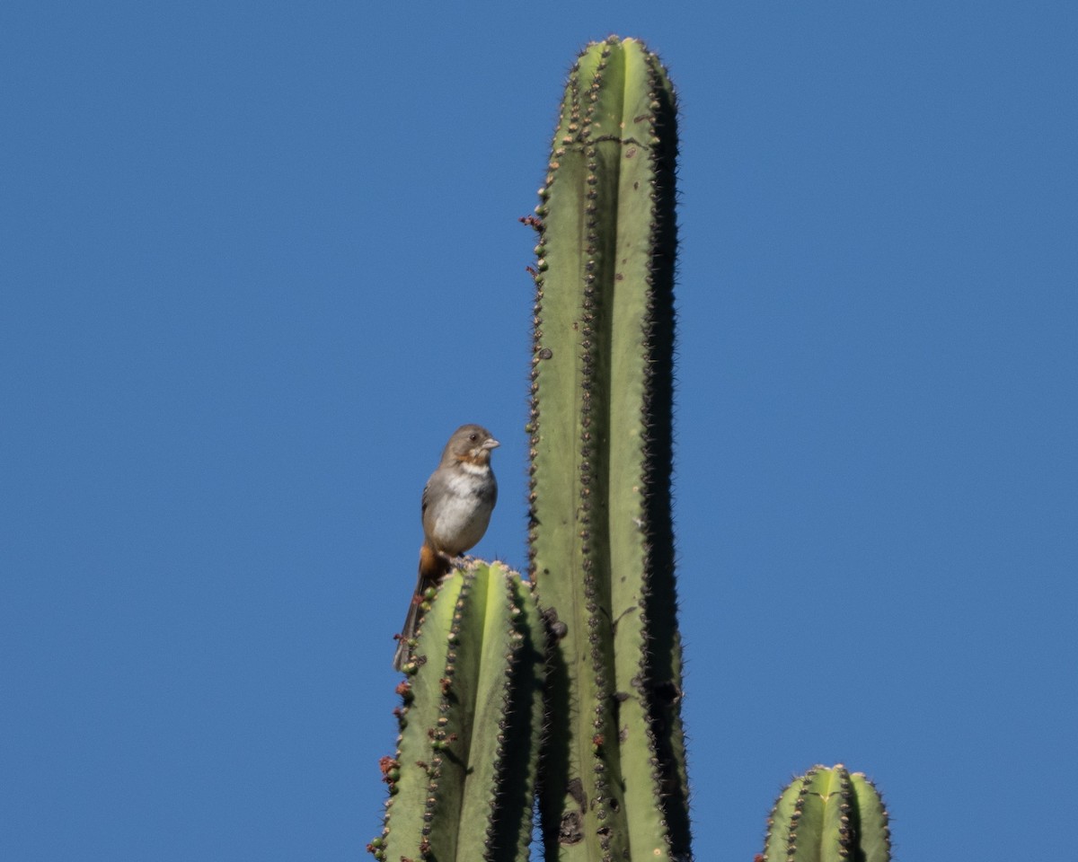 White-throated Towhee - ML617264911