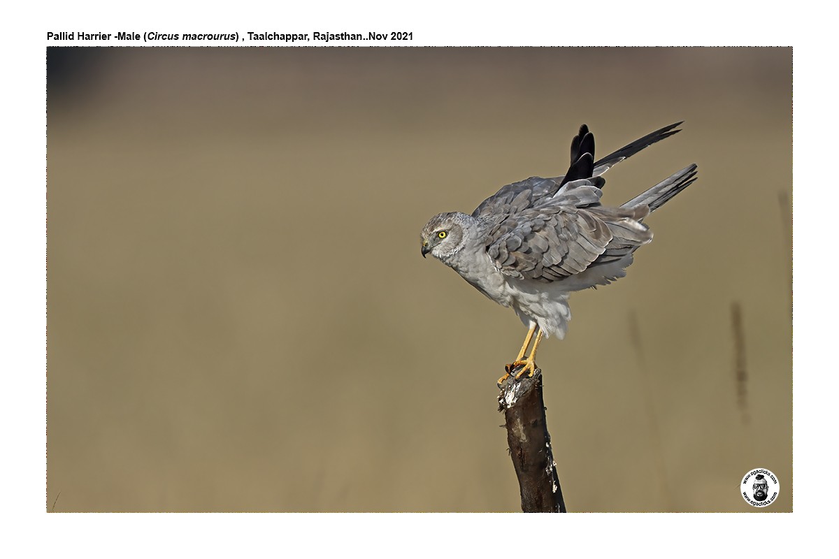 Pallid Harrier - ML617264920