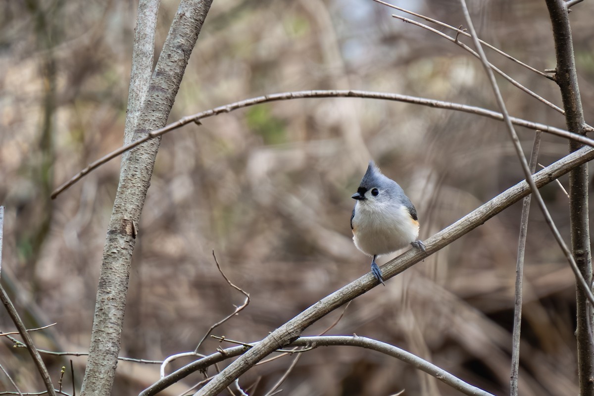 Tufted Titmouse - ML617264922