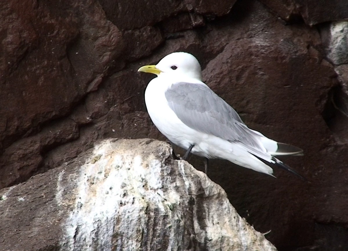 Black-legged Kittiwake - Delfin Gonzalez