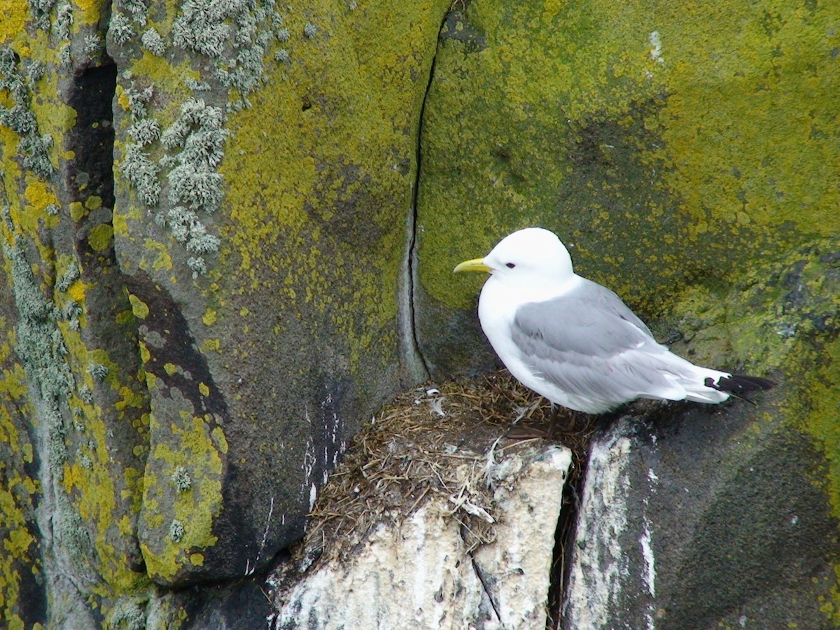 Black-legged Kittiwake - ML617264928