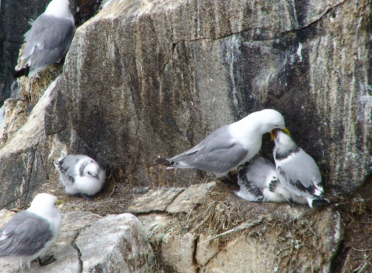 Black-legged Kittiwake - ML617264929