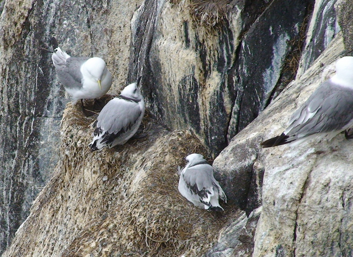 Black-legged Kittiwake - ML617264930