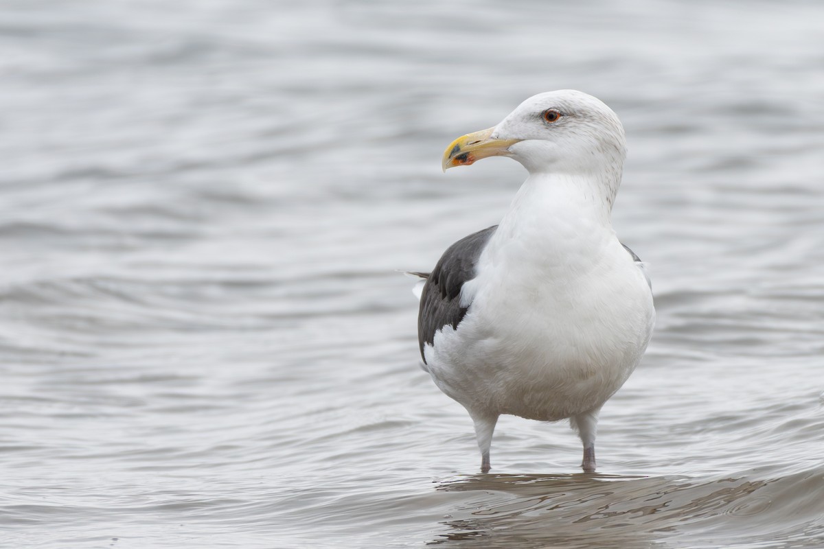 Great Black-backed Gull - Stephanie Pereira