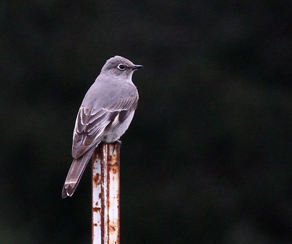 Townsend's Solitaire - ML617264950